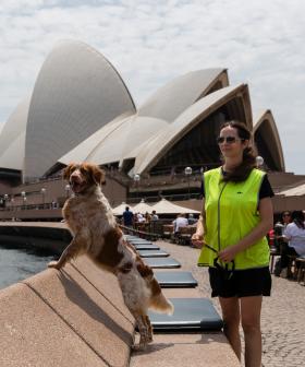 Meet The Aussie Dog Who Makes $200k Per Year All By Chasing Seagulls!