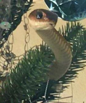Venomous Snake Found Hiding In Family's Christmas Tree