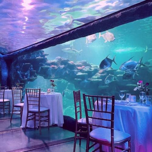 Book An Underwater Dinner For Valentine's Day At Sydney Aquarium
