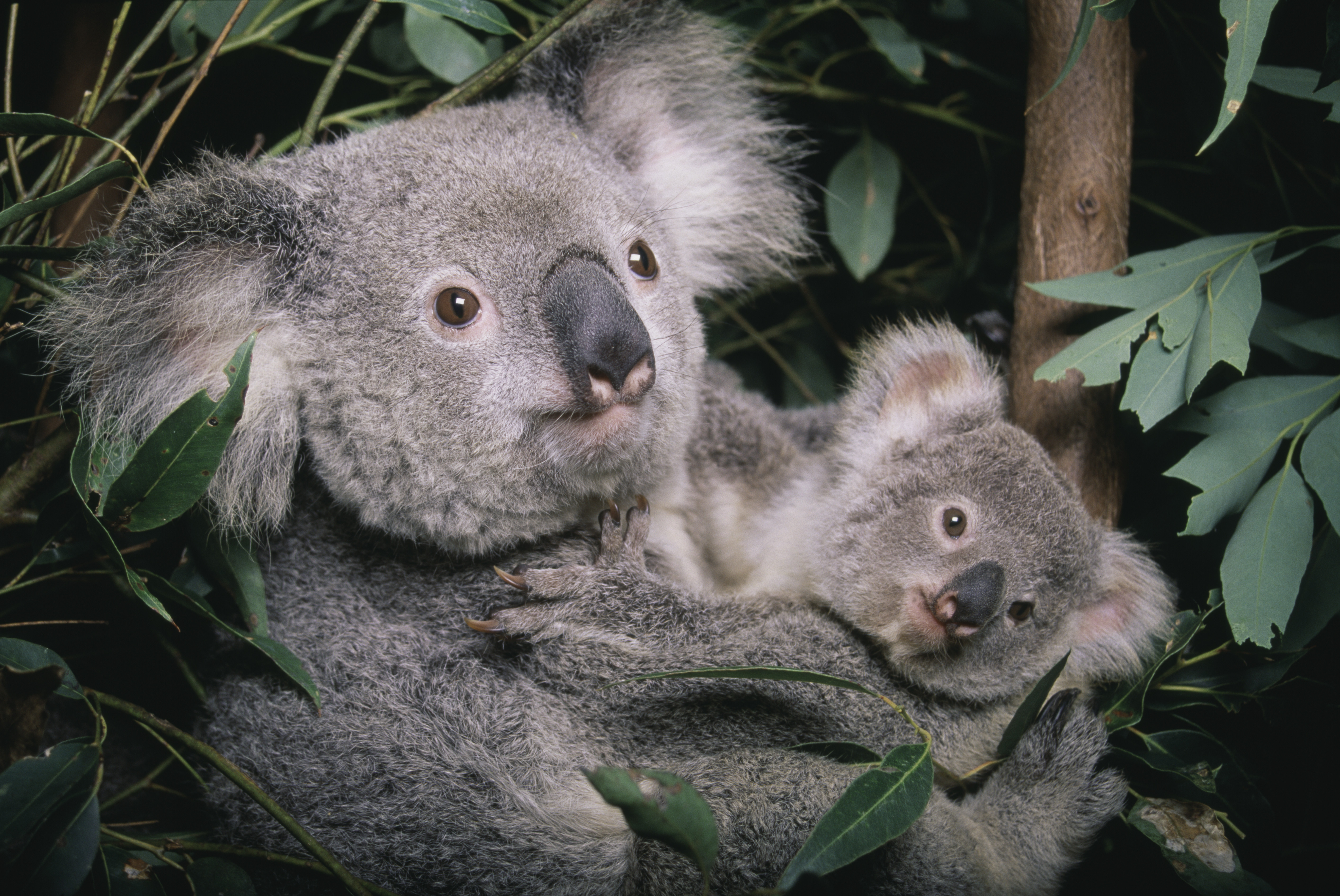 Похожи на коал. Коала в Австралии. Коала и детеныш Австралия. Млекопитающие коала. Самка коалы.