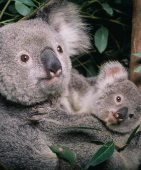 Koalas Are Now Officially Categorised As ENDANGERED In NSW!