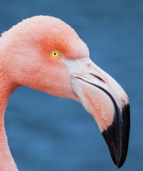 Move Over Bonnie And Clyde, There's A New Bandit In Town... A Flamingo