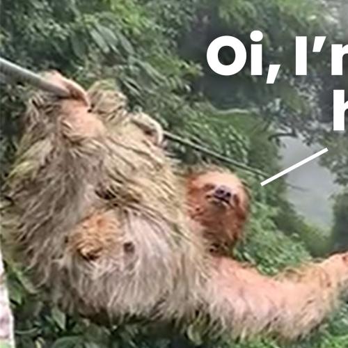 Watch This Kid Come Face-To-Face With A Sloth, Literally