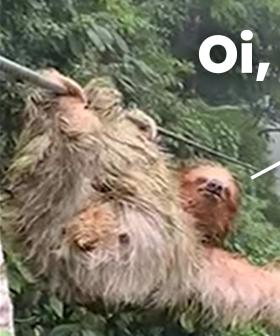 Watch This Kid Come Face-To-Face With A Sloth, Literally