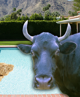 A Bull Has Been Rescued From A Swimming Pool