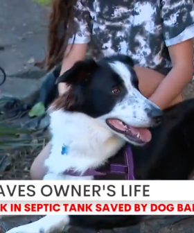 Dog Saves Man Stuck In Septic Tank In Sydney's North