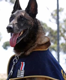 Dog That Served In Australian Military For Six Years Takes Part In Dawn Service