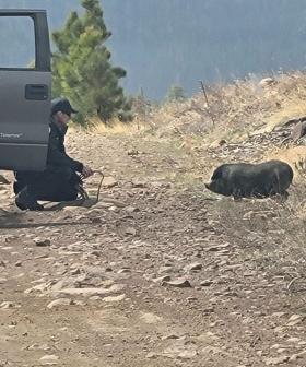 Wildlife Managers Use Tasty Breakfast Tactics To Save Pet Pig From Wildfire