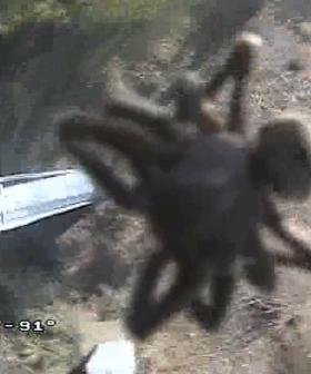 'Giant' Spider Caught On Camera And We Need To Lay Down For A Second