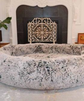 Giant Dog Beds For Humans Now Exist And I Will Pay Any Amount For This