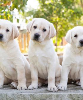 Love Dogs? Guide Dogs NSW Is Looking For Puppy Raisers!