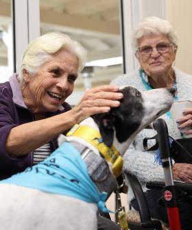 Greyhounds To Give Life In Aged Care Homes