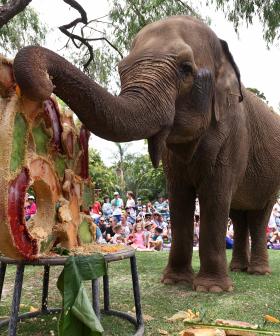 Tricia The Elephant To Be Kept In 'A Safe Space' Until Decision Made On Remains