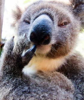 Baby Koala That Survived The NSW Northern Rivers Floods Returned To Wild