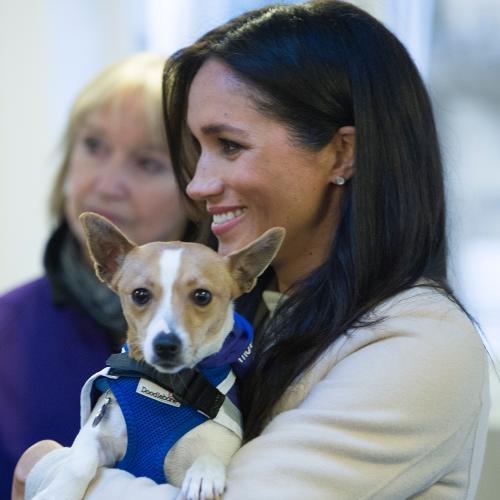 Prince Harry & Meghan Markle Adopt Adorable Rescue Dog