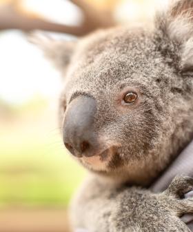 NSW Plan To Conserve Western Sydney Koalas