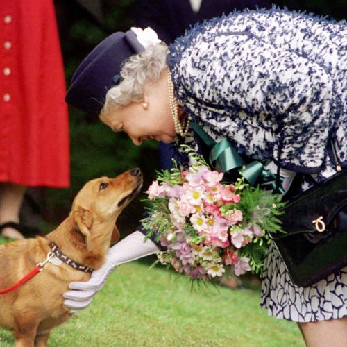 Prince Andrew And Fergie To Take Queen's Beloved Dogs