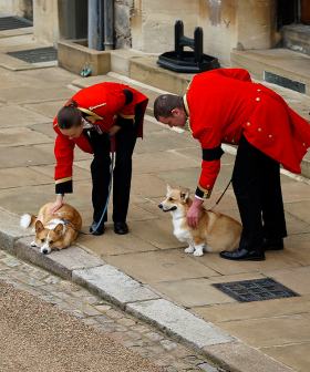 The Queen's Corgis And Fell Pony Welcome Her Home To Windsor Castle