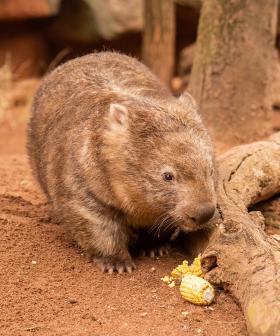 Celebrate International Wombat Day With "Ringo Bingo" At WILD LIFE Sydney Zoo!