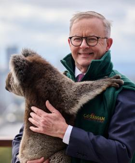 PM Anthony Albanese Declares National Public Holiday If Aussies Win The World Cup