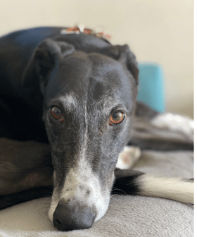 Retired Racing Greyhounds Helping Police With PTSD