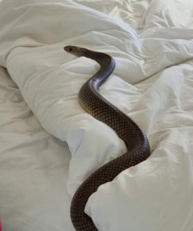 Woman Finds A Massive (And Deadly) Brown Snake In Her Bed