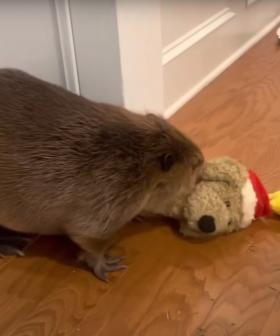 Stop What You're Doing And Watch This Adorable Beaver Make An Indoor "Dam" From Random Household Items