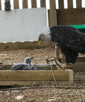 This Old Male Eagle That Was Raising A Rock As An Egg Got A Foster Chick