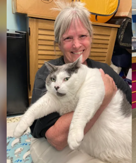 The Internet Falls In Love With Patches The 19 Kilo Cat And Gets Him Adopted!