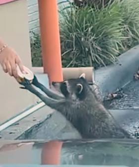 Check Out This ADORABLE Raccoon Getting A Free Doughnut For 'International Doughnut Day'