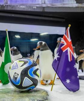 Psychic Penguins Predict Women’s World Cup Winner