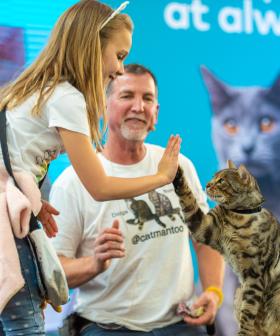 Calling All Cat Lovers - A Festival Dedicated To Cats Is Heading To Sydney!