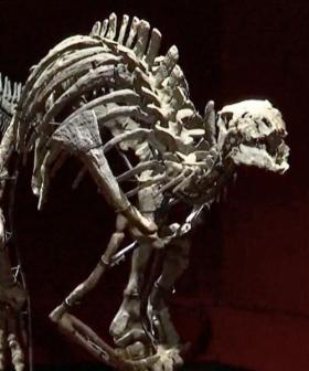 'Barry,' a Rare Dinosaur Skeleton, Is Up for Sale