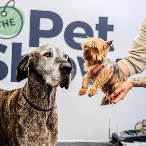 Raise Your Paws Because The Pet Show Is Returning To Sydney!