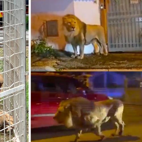 Escaped Lion Seen Roaming The Streets Of Italy