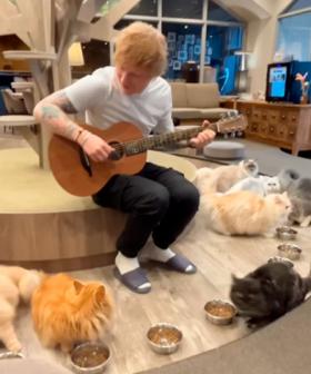 Ten Years After Failing To Serenade Unimpressed Cats, Ed Sheeran Fails Again