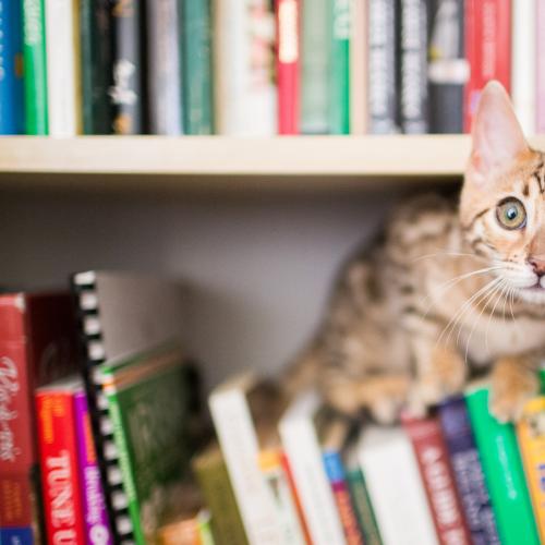 US Public Library Allows People To Pay Late Fees With Cat Pictures