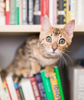 US Public Library Allows People To Pay Late Fees With Cat Pictures