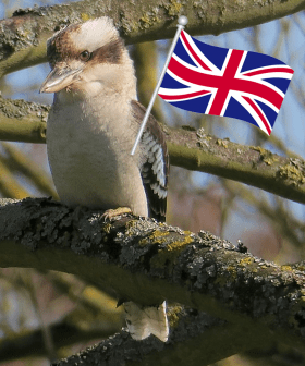 A Kookaburra Has Been Spotted Living In The English Countryside