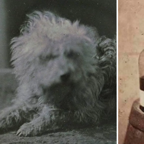 Museum Unveils The World's Earliest Photos Of Pets And They're Purrrfect!