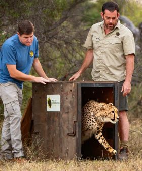The Incredible Moment The First Australian-Born Cheetah Is Released Into The African Wilderness